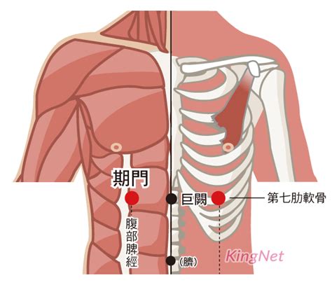 奇門穴位置|期門穴